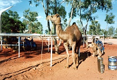 2000 - Australie 202G